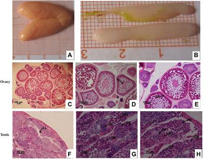 Small RNA sequencing reveals sex-related miRNAs in Collichthys lucidus